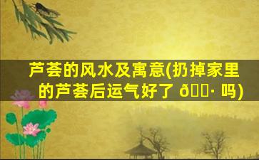 芦荟的风水及寓意(扔掉家里的芦荟后运气好了 🕷 吗)